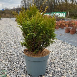 Cypruštek hrachonosný (Chamaecyparis pisifera) ´FILIP´S HAPPY DAY´ - priemer 30-40 cm, kont. C5L